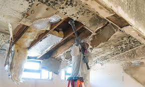 Best Black Mold Removal in Mississippi State, MS